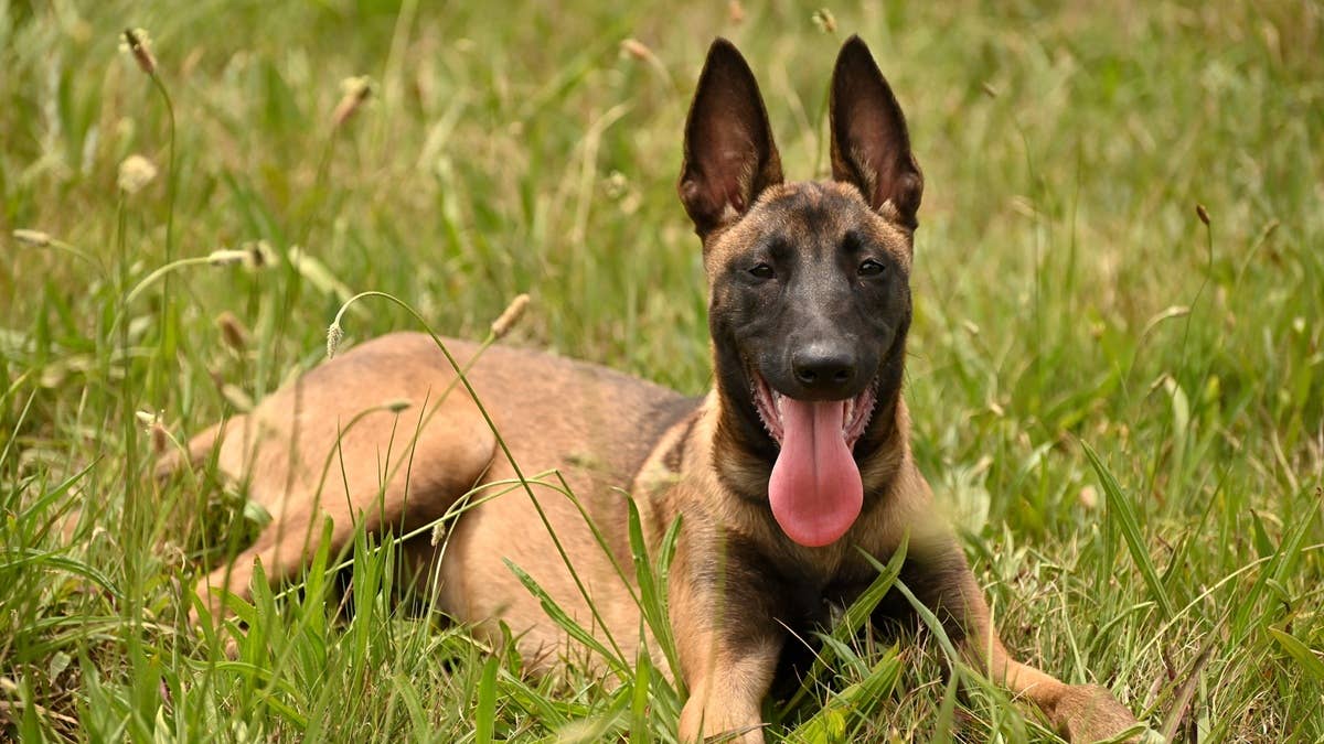 belgian-malinois-puppy