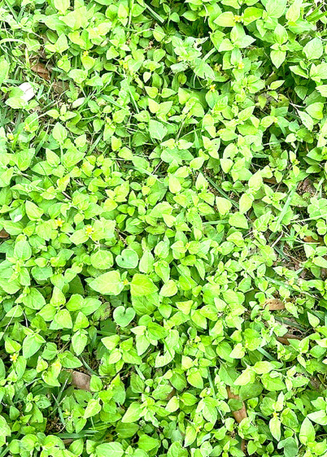 How to kill horseherb in zoysia and move Texas mountain laurel