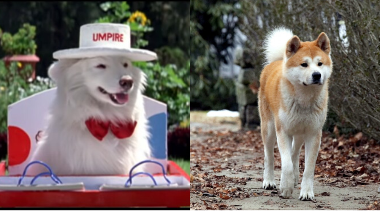 What became of these 7 adorable dogs following their film careers?
