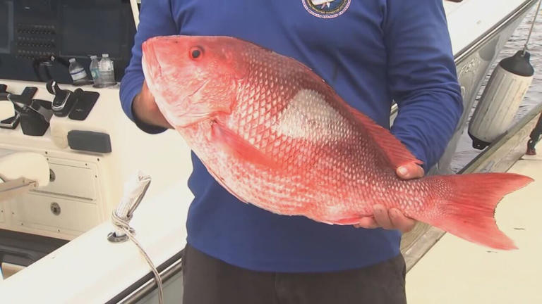 Florida red snapper season delayed as judge sides with activists