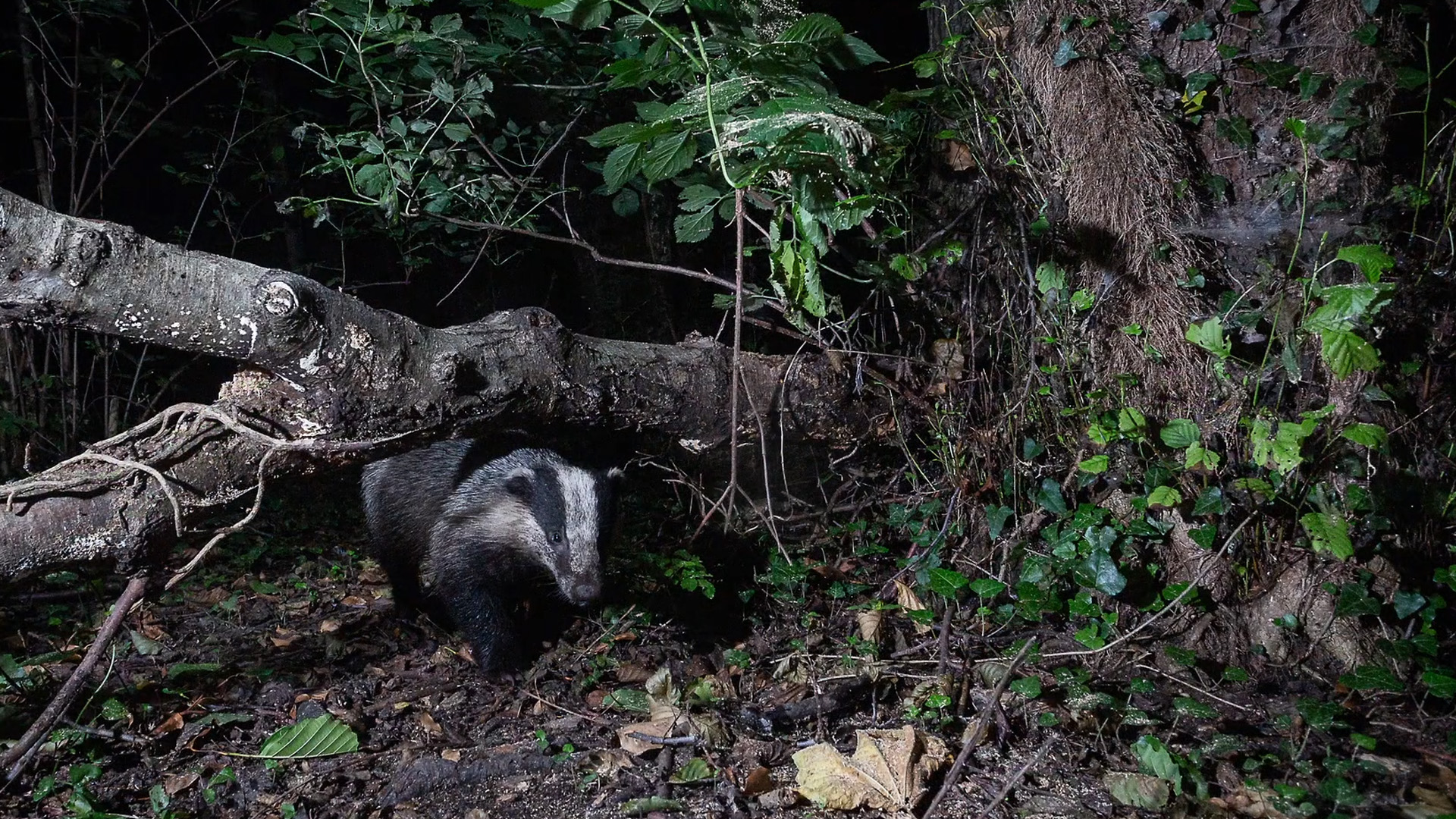 Rare moments of wildlife captured by camera traps