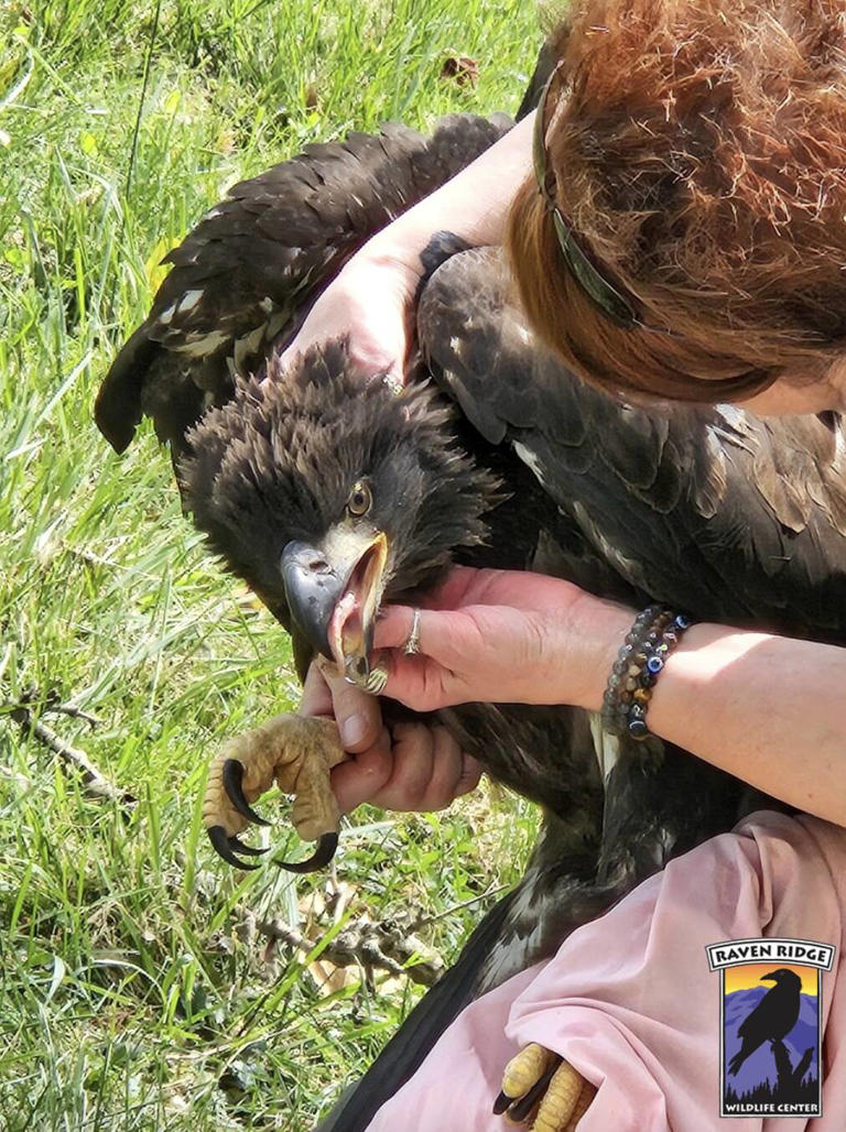 Rescuers find baby eagle out of her nest and realize she can't lift her ...