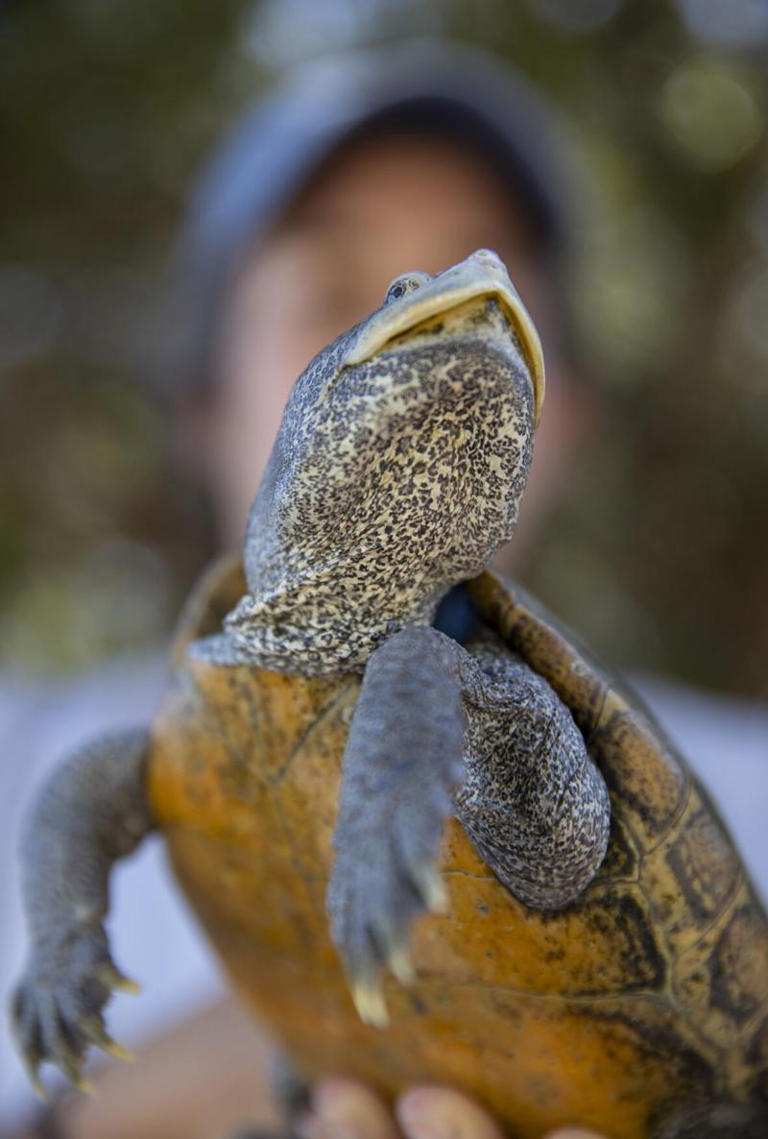 For over 40 years, scientists have kept a close eye on Kiawah’s ‘jewel ...