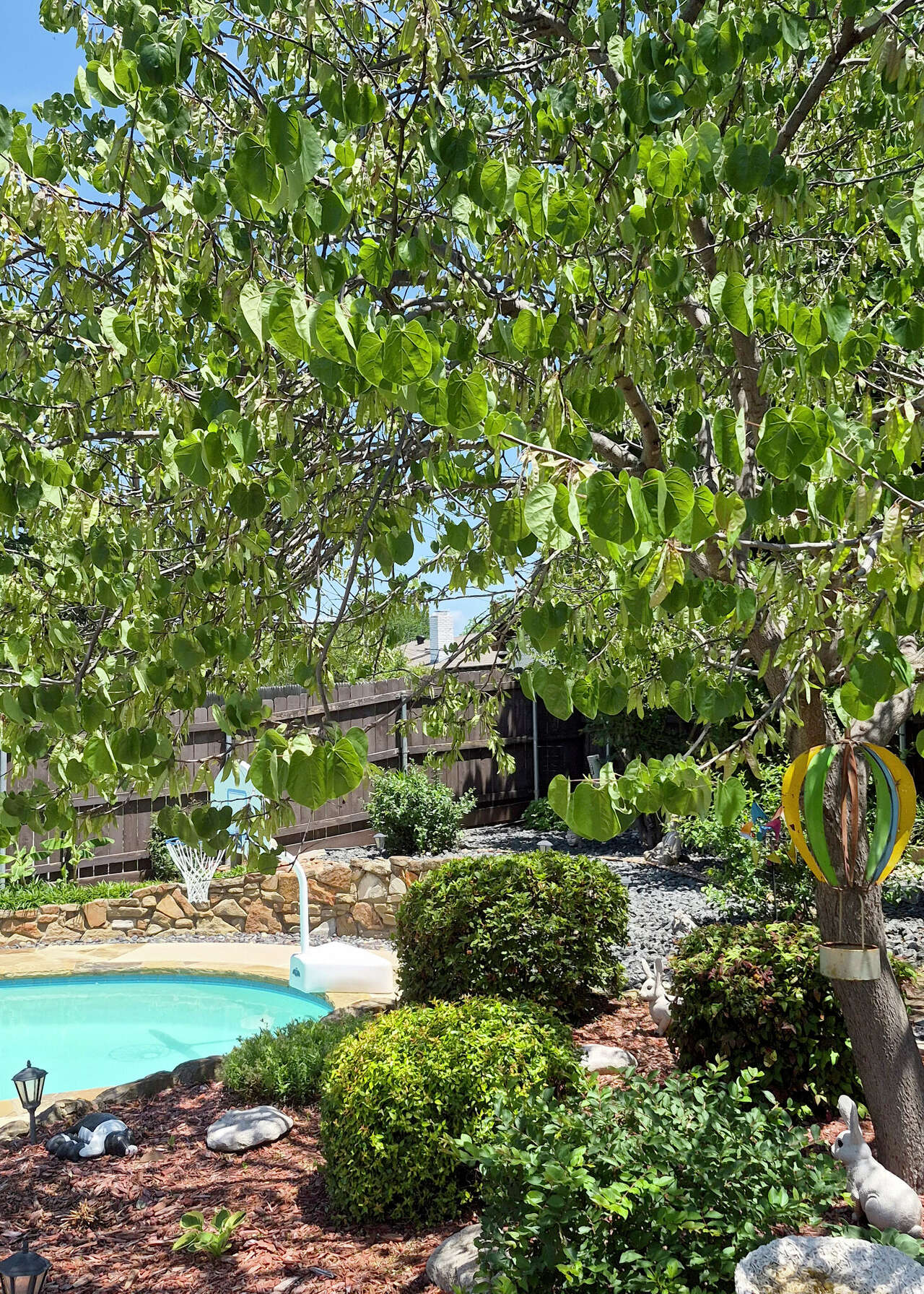 How to kill horseherb in zoysia and move Texas mountain laurel