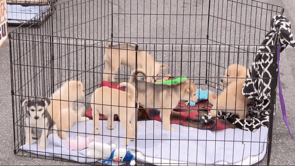 Donations collected for local shelters who took in animals from ...