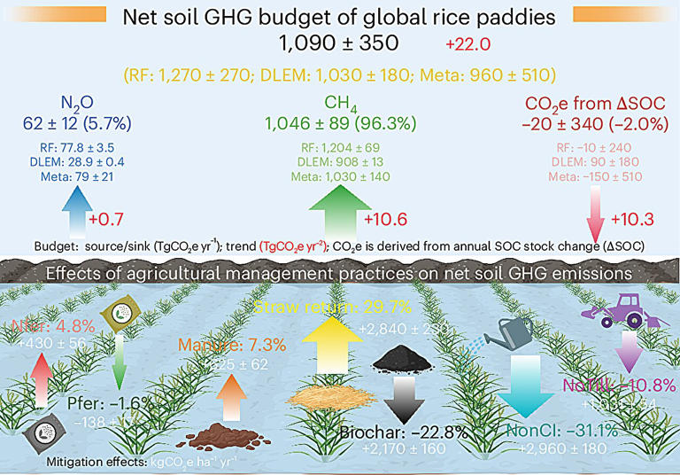 Rice feeds billions of people—but its role in fueling climate change is ...