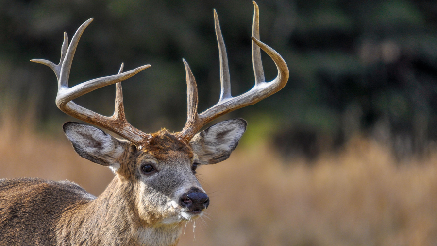 What are the Kansas big game hunting season dates for 2026-2027?
