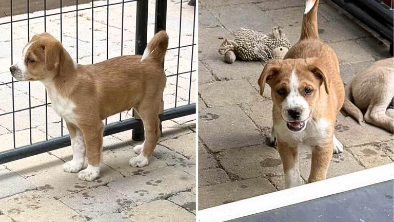 Shy 7lb puppy looking for love after hoarding past