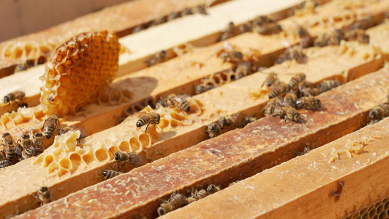Printemps difficile pour les abeilles et les apiculteurs