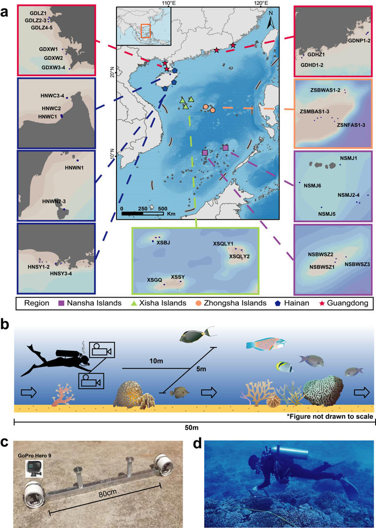 South China Sea coral reefs reveal carbon stores rivaling mangroves and ...