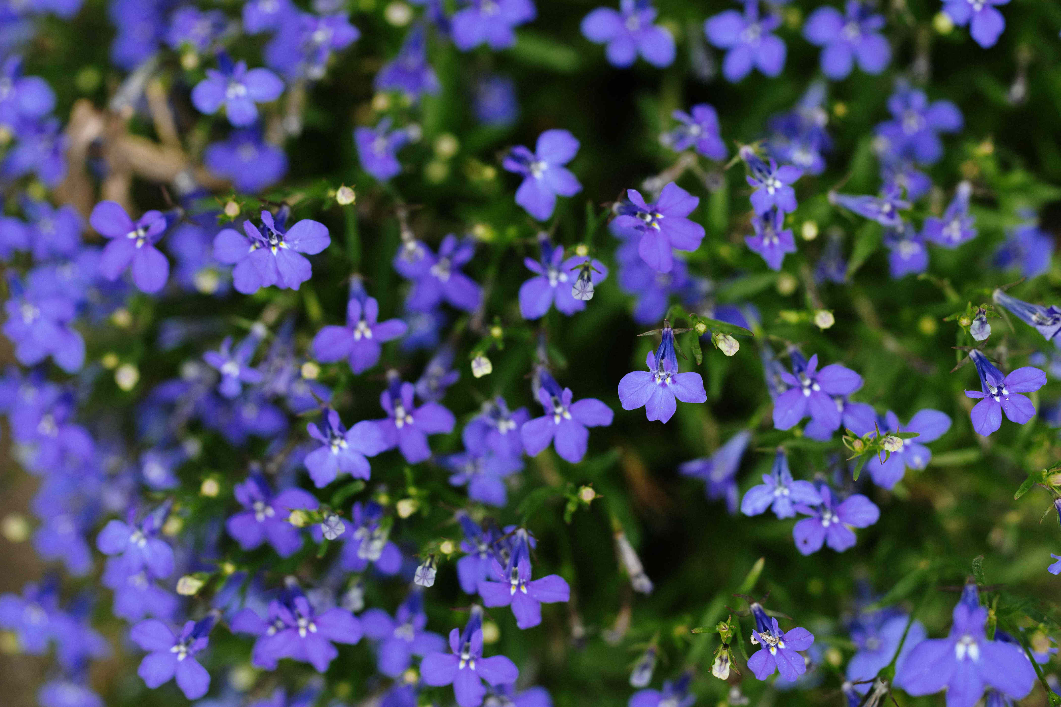 9 annual plants that actually prefer shade