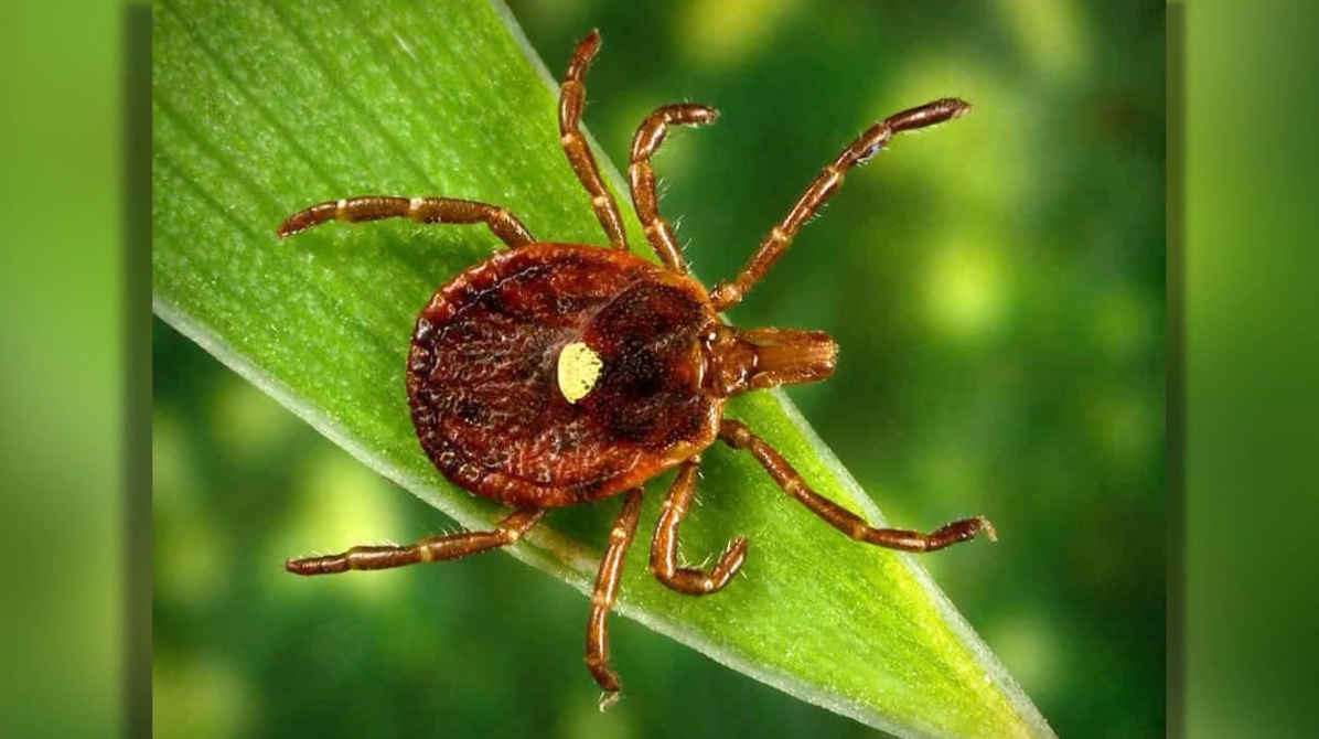 Tick season ramping up across Arkansas