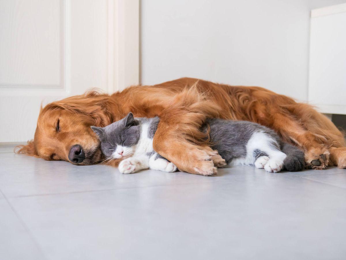 Los mejores perros para convivir con gatos: razas y claves de la ...