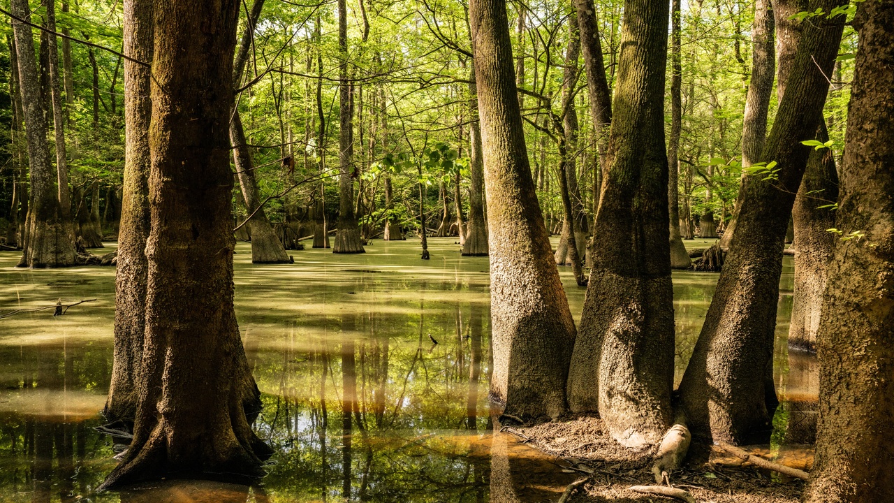 Most locals miss this park with 26,000 acres of old-growth trees and ...
