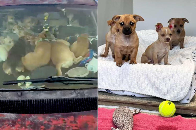 Michigan man found living in van with 36 dogs has surrendered over a ...