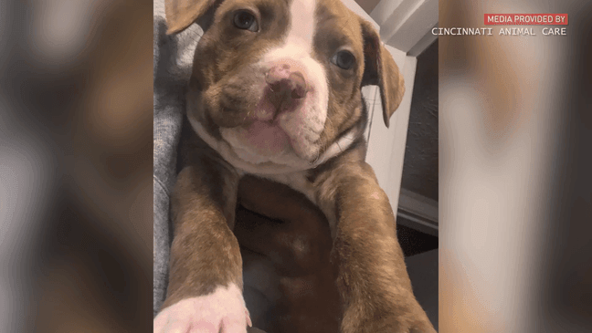 Runaway dog returns home nearly 2 years after going missing in Cincinnati