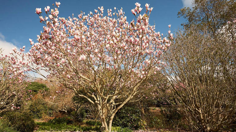 What to do with magnolia trees in May – and how to keep yours healthy ...