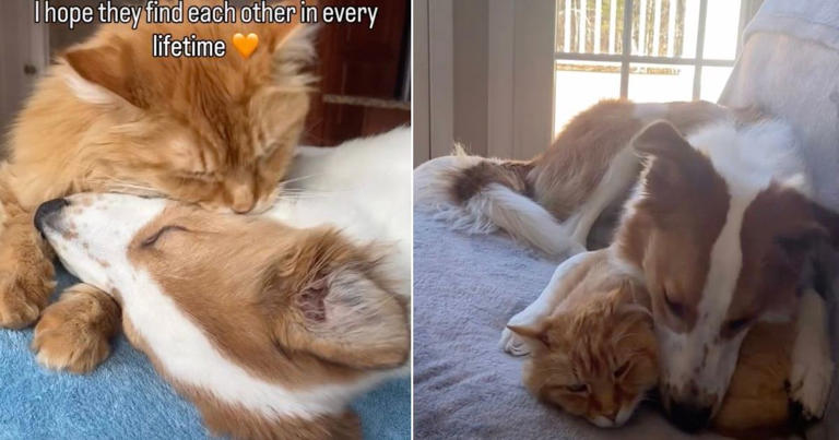 Dog & cat siblings so close their owner calls them 'soulmates'