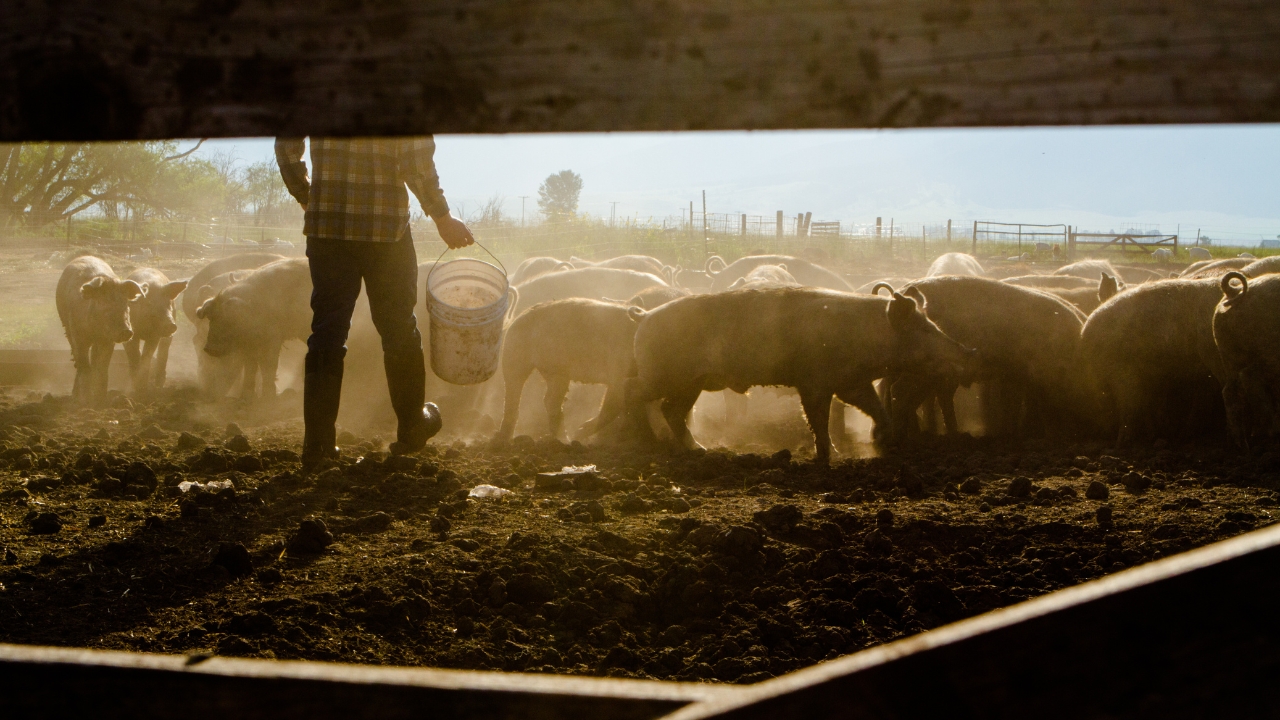 9 habits that make homesteading less overwhelming