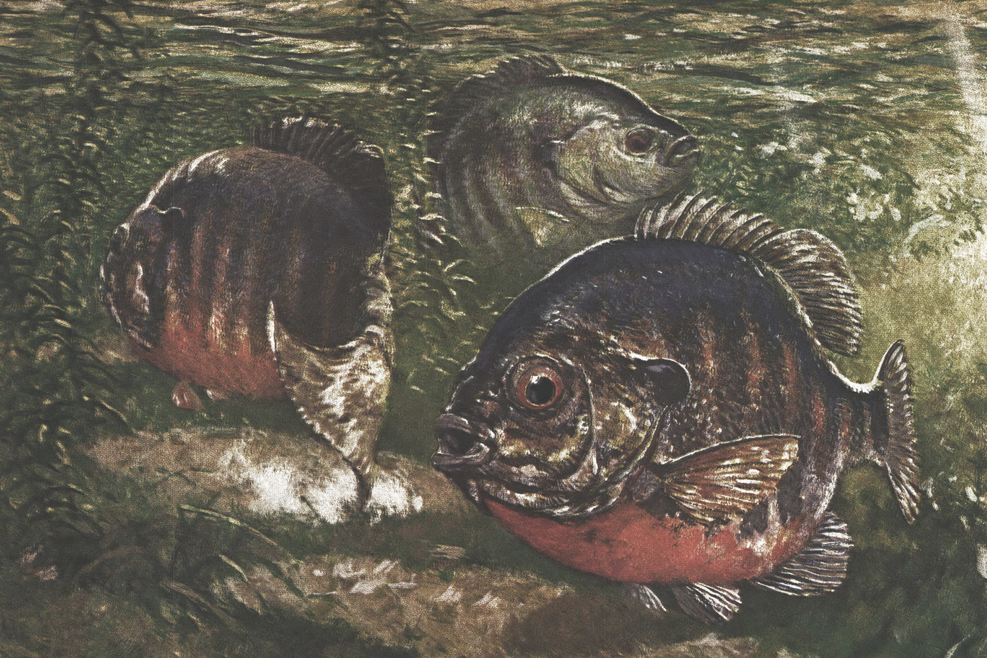 Use these traditional tactics to catch big summer bluegills on southern reservoirs