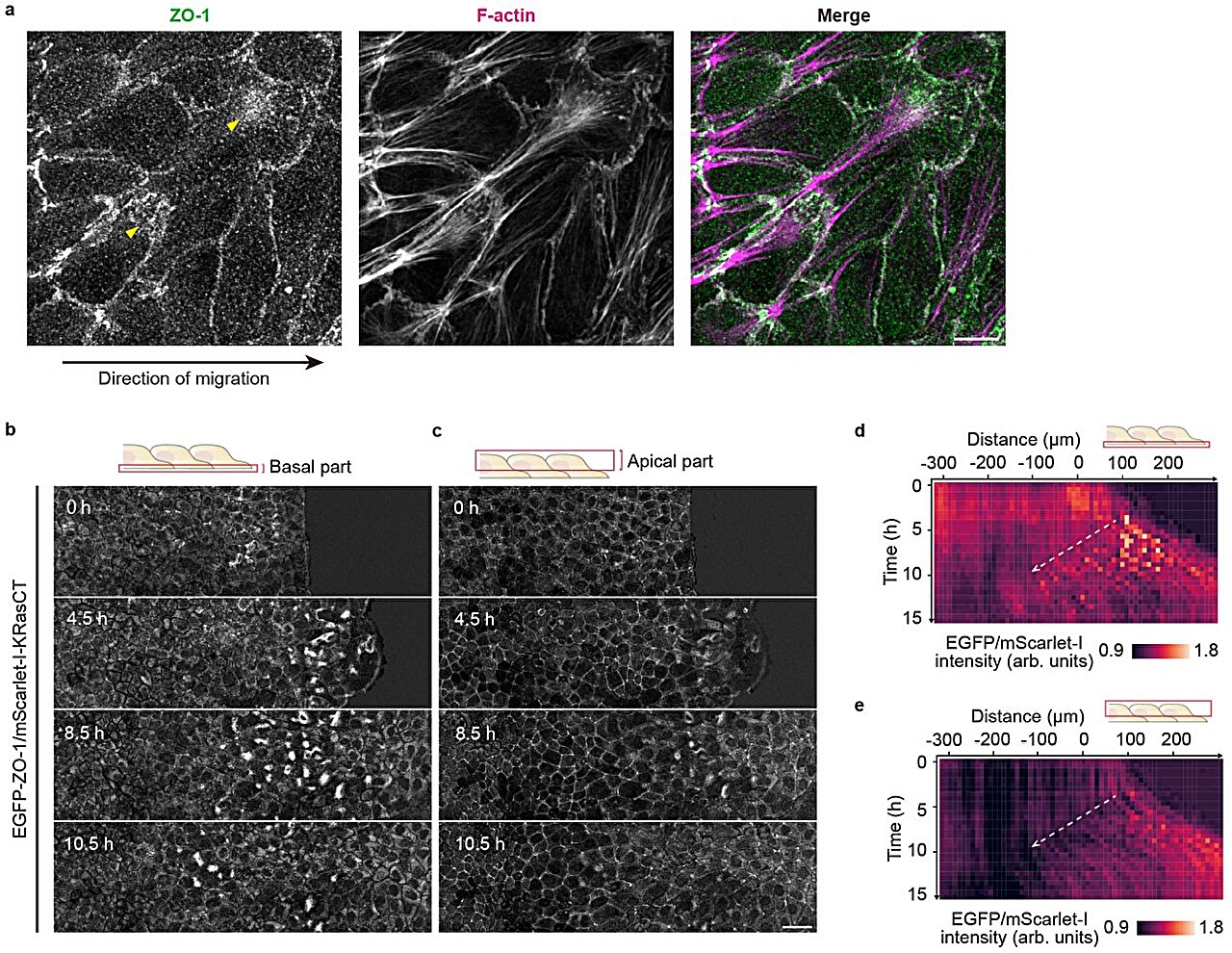 Understanding the mechanisms of collective cell movement