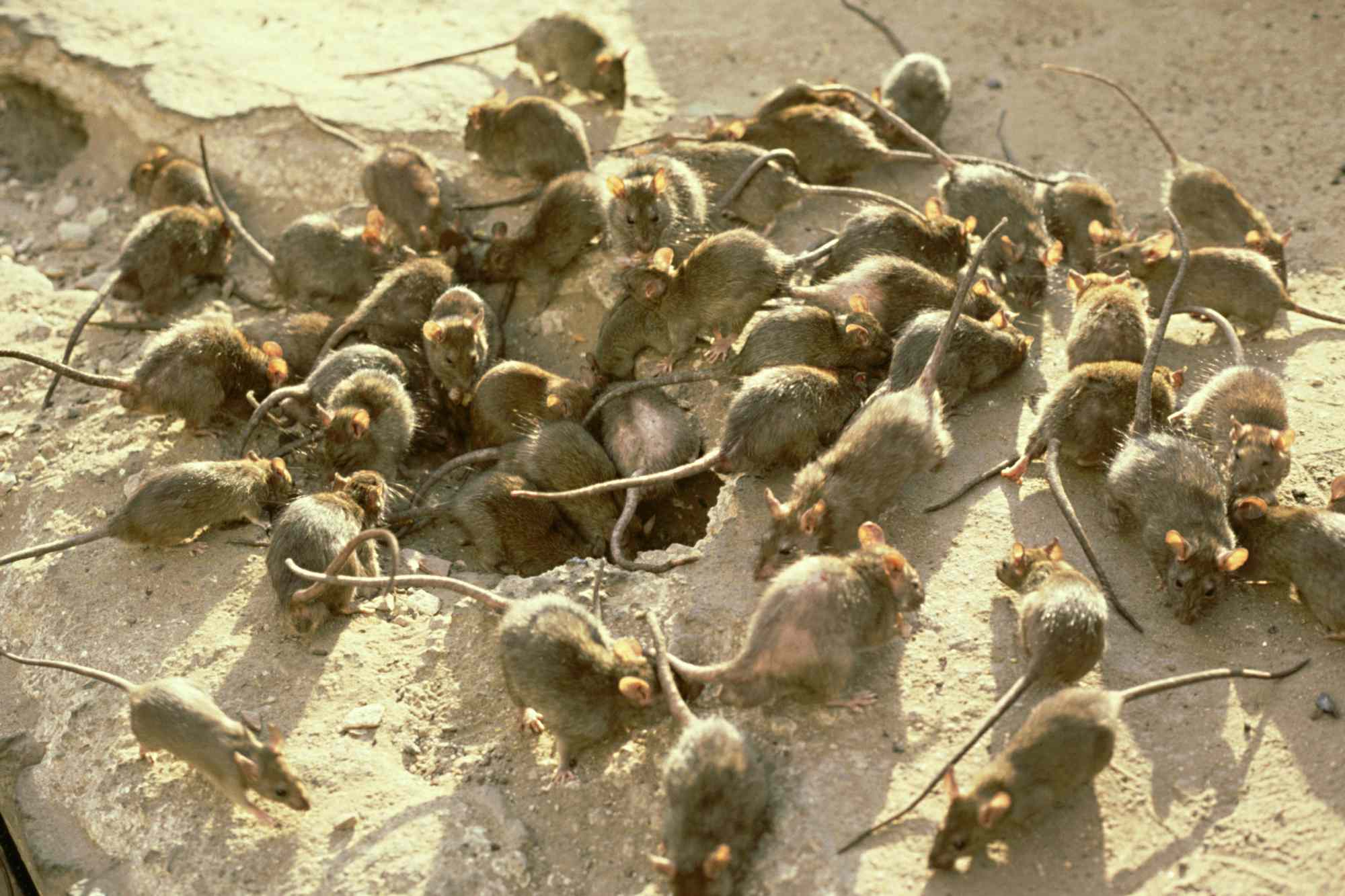 Community overrun with 'horrid' rodent population: 'Someone opened ...