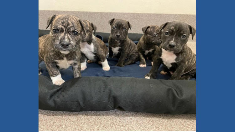 Image showcasing Surge in parvovirus cases prompts Everett shelter to urge dog vaccinations