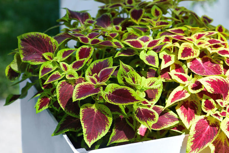 9 annual plants that actually prefer shade