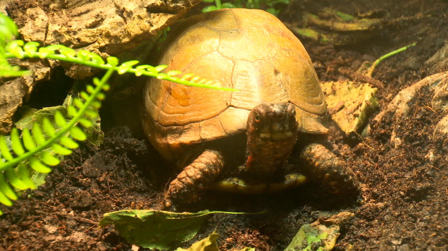 Take it slow this summer with Science Museum of Virginia's 'Survival of ...