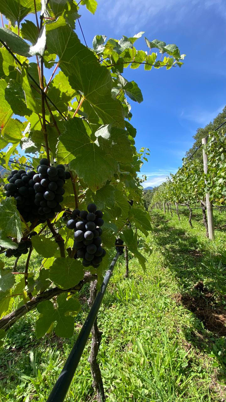 La viña extrema de La Araucanía que apuesta por vinos de alta expresión