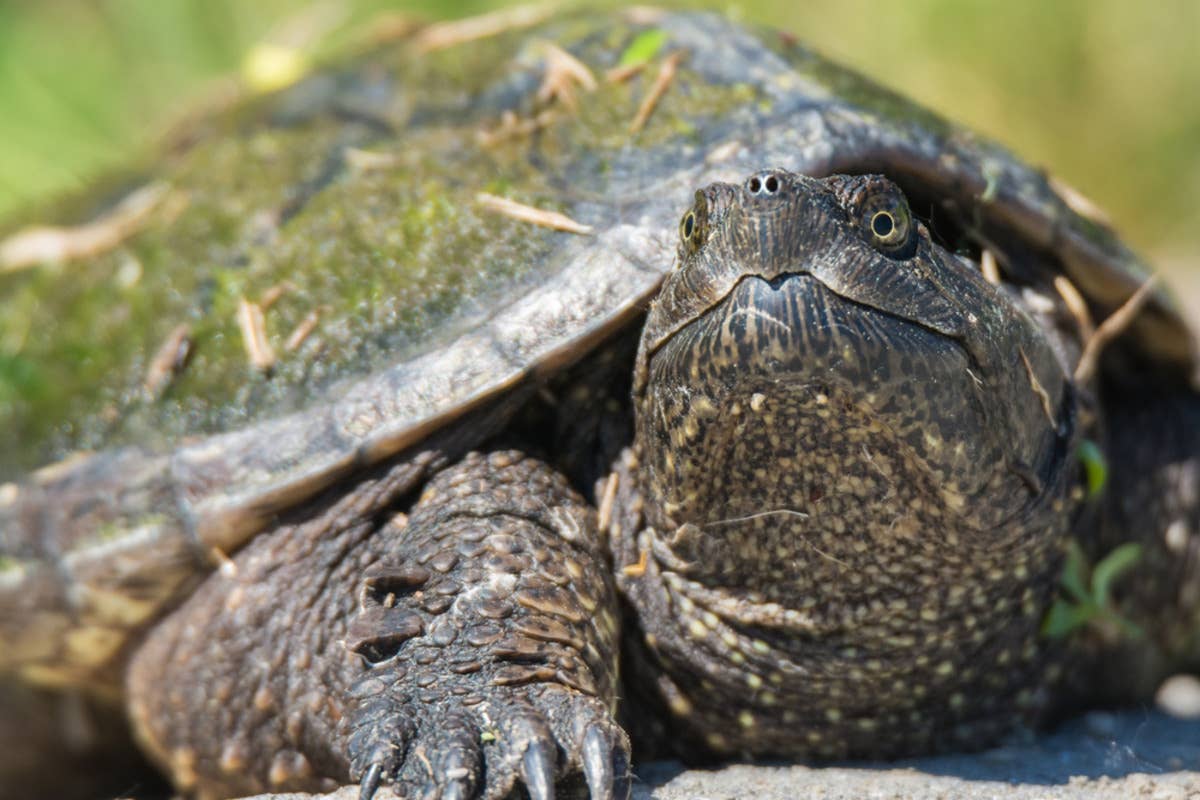 Adorable moss-covered snapping turtle captivates the internet