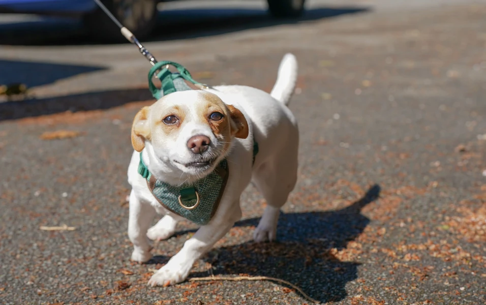 Rescue dog Toby’s timid freedom walk sparks adoption hopes