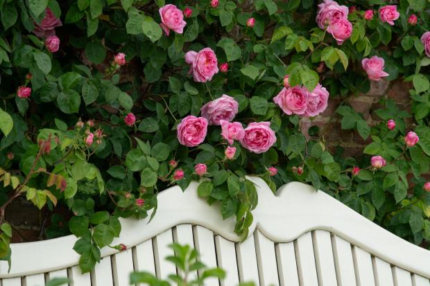 Roses bloom early at Mottisfont rose garden