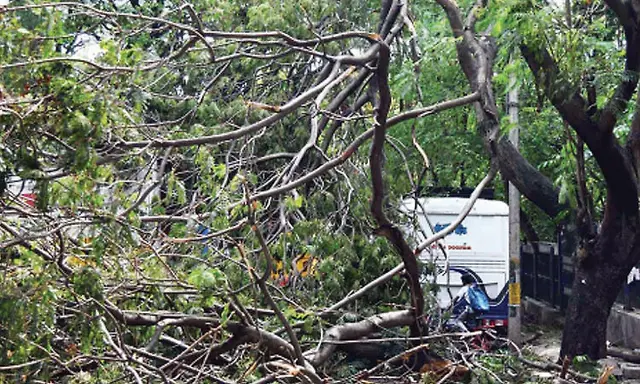 Heavy rain and strong winds uproot 157 trees in Bengaluru