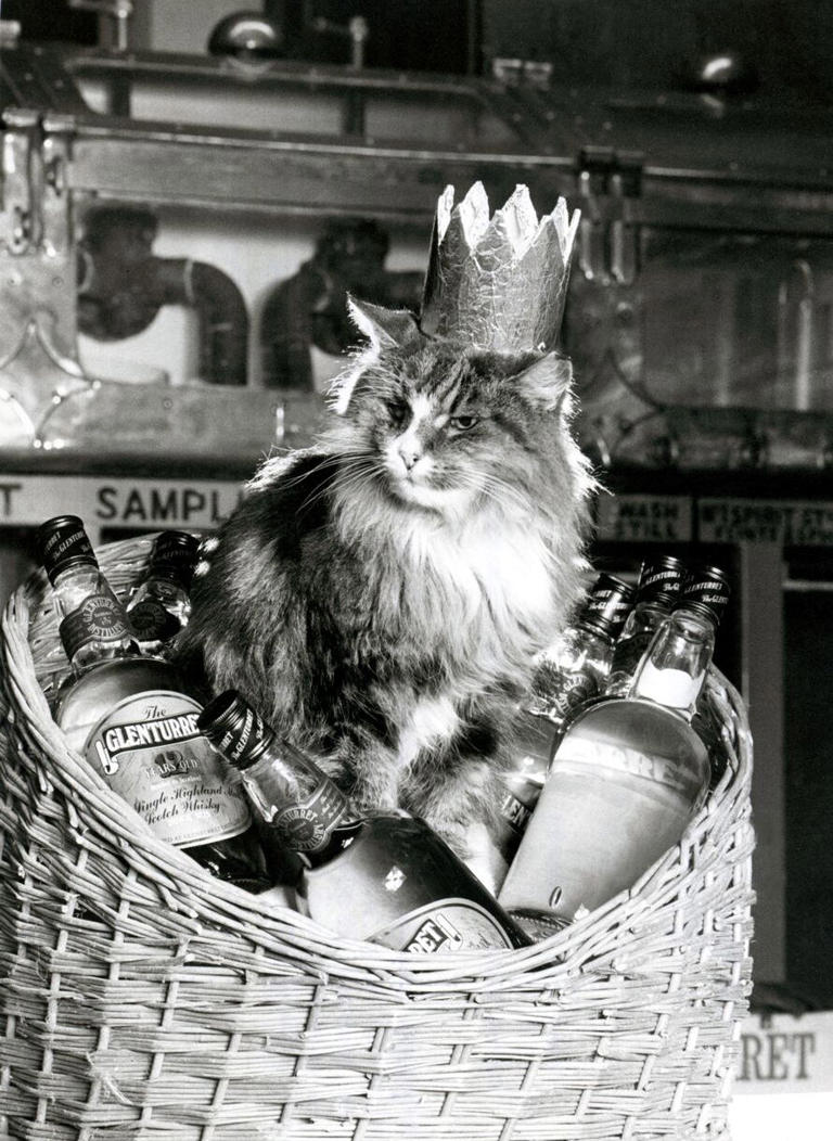 Mrs Chippy, Pepper, Tama... Ces chats célèbres qui ont marqué l’histoire