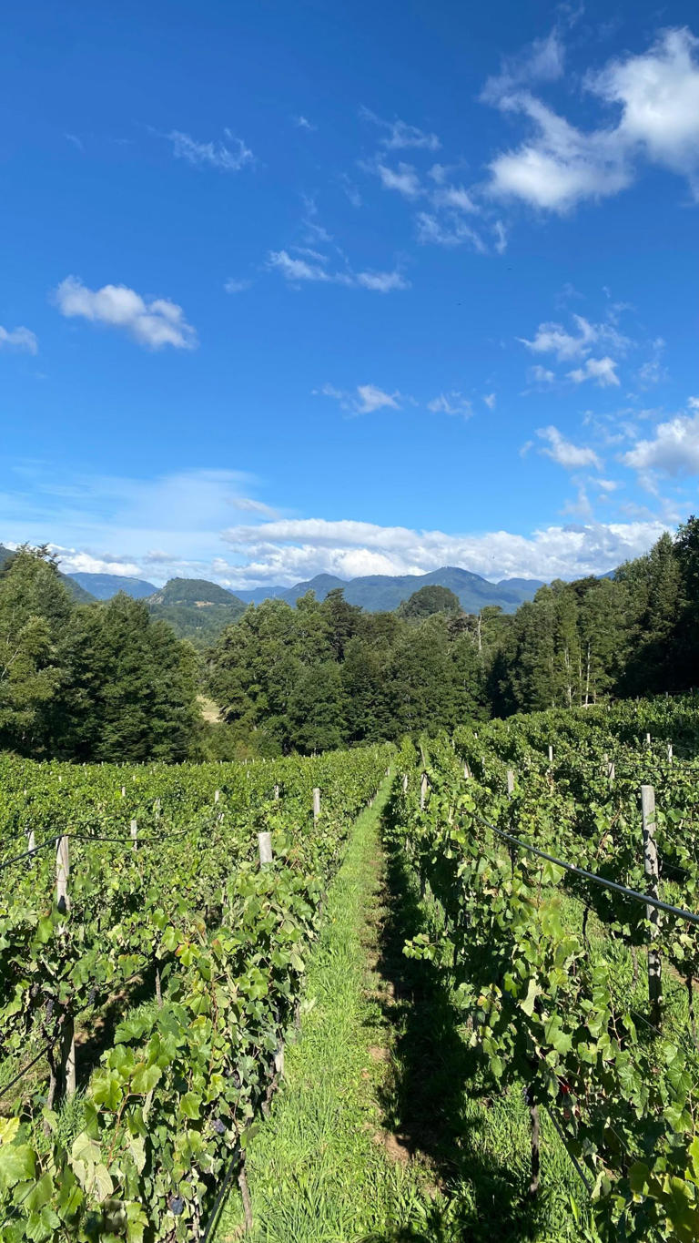 La viña extrema de La Araucanía que apuesta por vinos de alta expresión