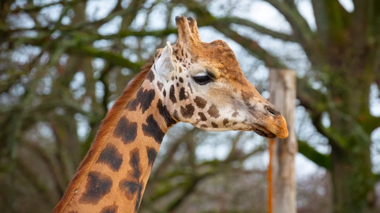 AI cameras could help improve zoo animals' welfare