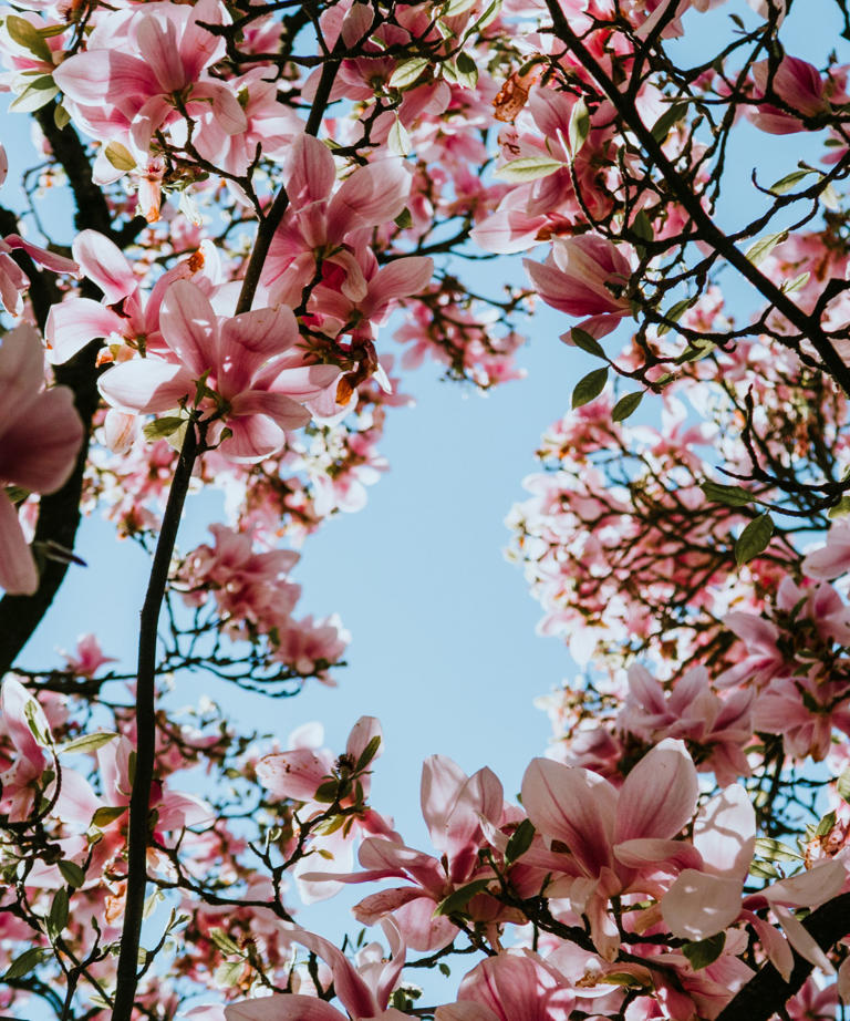 What to do with magnolia trees in May – and how to keep yours healthy ...