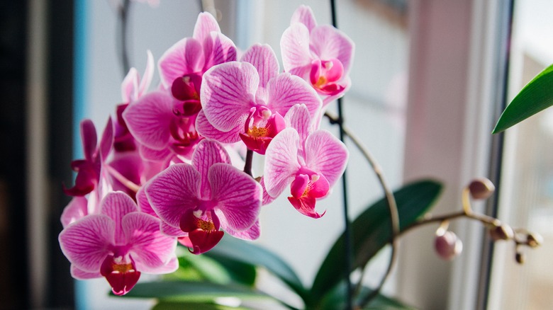 buy zz plant uk ZZ Plant | Low Light Indoor Plant | Easy Care Houseplant
