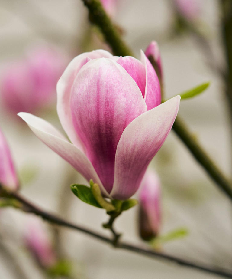 What to do with magnolia trees in May – and how to keep yours healthy ...
