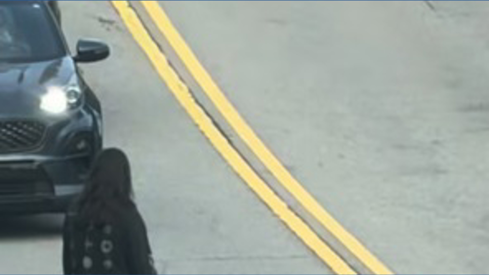 Bus driver saves turtle