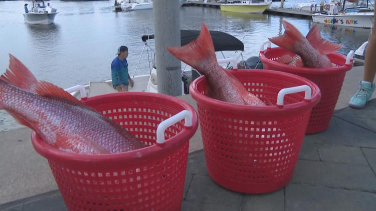 Judge ruling ends Florida's red snapper season before it even has a ...