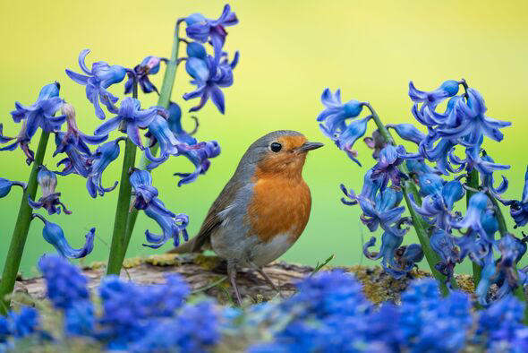 Alan Titchmarsh shares 3 plants you need to attract beautiful birds to ...
