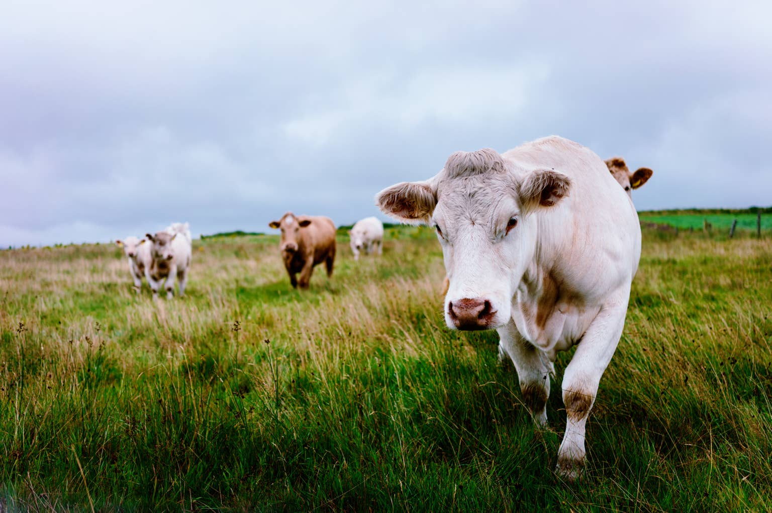 People are cracking up over these cows vibing to their favorite songs