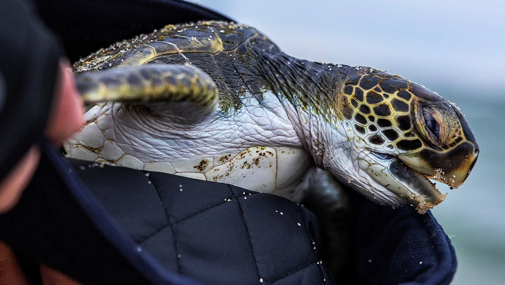 Turtle rescues and surveys highlight conservation challenges