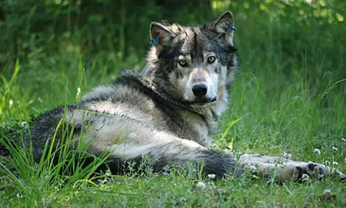 Wolf shot from roadway south of Pendleton. Tip may lead to reward