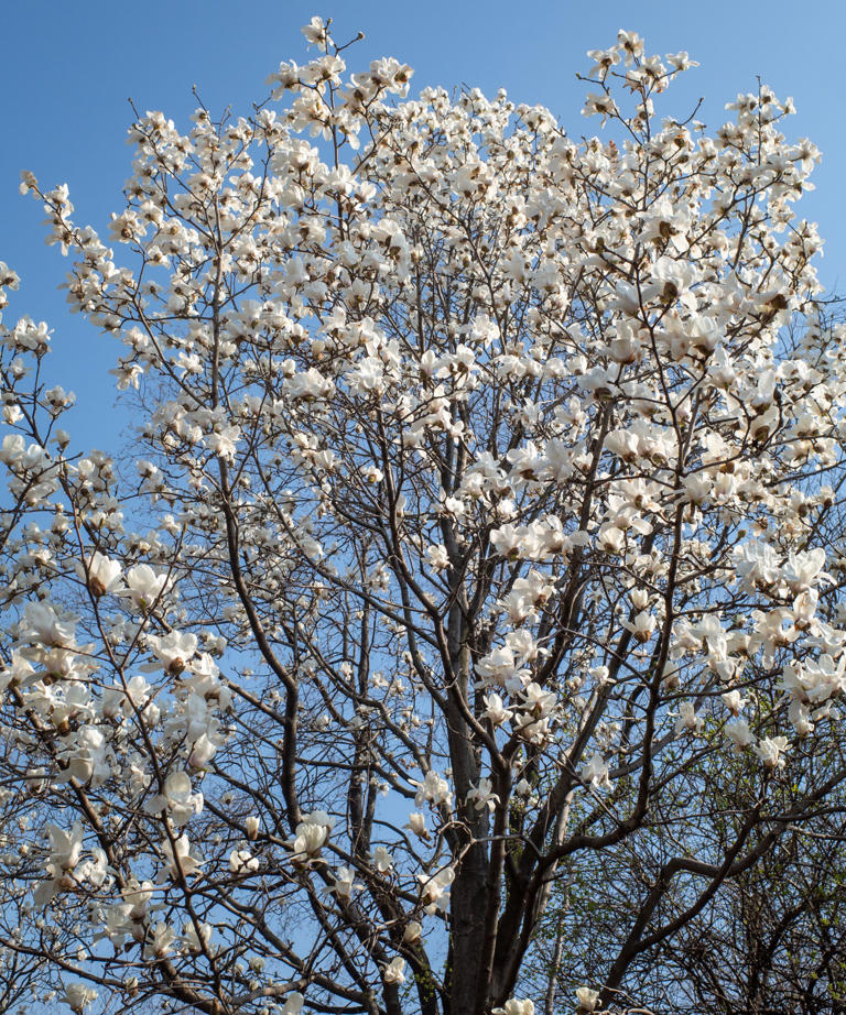 What to do with magnolia trees in May – and how to keep yours healthy ...