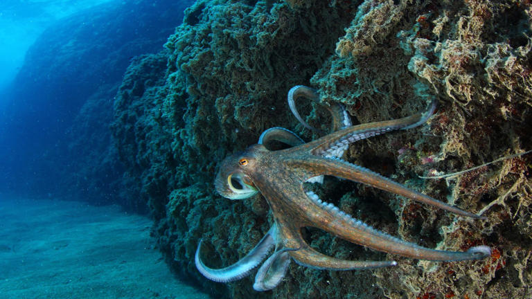 pulpo junto a unas rocas en el fondo del mar