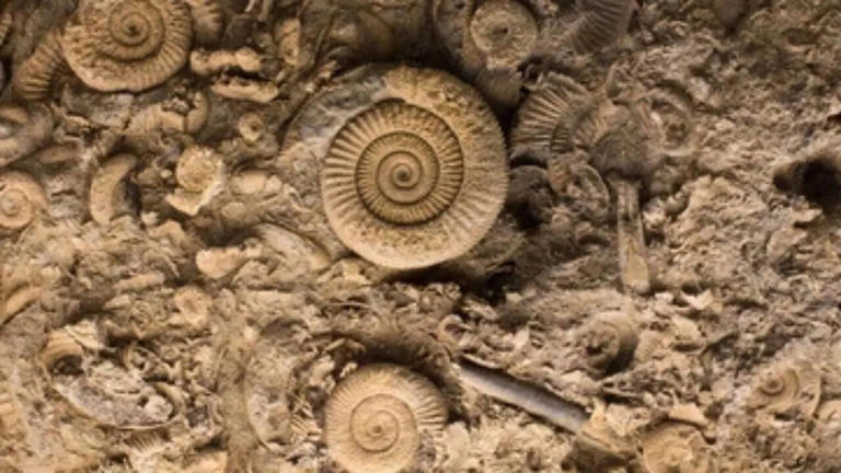 Ancient 567-million-year-old fossils reveal animal life may have ...