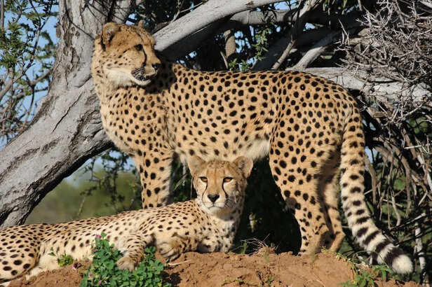 5 wild animals India lost forever from its jungles